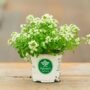 Alyssum – Clear Crystal White – 4″ Pot